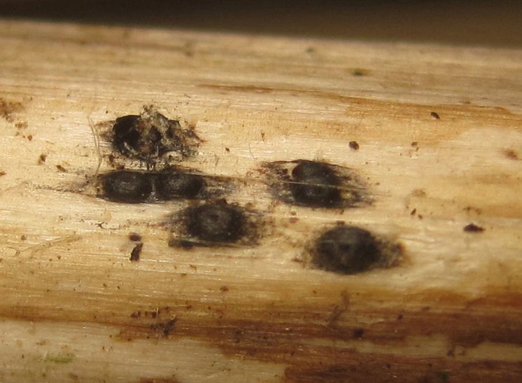 Представитель Семейства Clypeosphaeriaceae